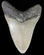 Megalodon Tooth - North Carolina #47839-2